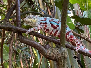 Panther chameleon (Furcifer pardalis), Das Pantherchamäleon (Pantherchamaeleon), el camaleón pantera, il camaleonte del Madagascar or Camaleonte pantera - Zürich Zoo (Zuerich or Zurich), Switzerland © Mario