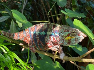 Panther chameleon (Furcifer pardalis), Das Pantherchamäleon (Pantherchamaeleon), el camaleón pantera, il camaleonte del Madagascar or Camaleonte pantera - Zürich Zoo (Zuerich or Zurich), Switzerland © Mario