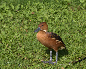 Fulvous whistling duck , fulvous tree duck.