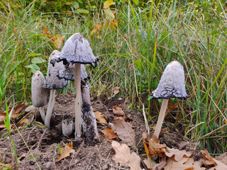 Many white shaggy ink cap (Coprinus comatus) mushrooms in green grass.