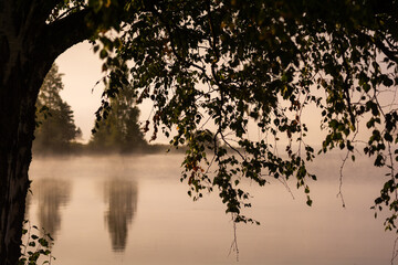 Tree branch with a foggy lake landscape in the background