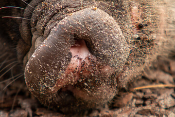 Schweine Nase