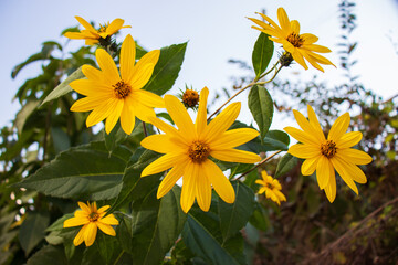 Jerusalem artichoke flowers are in full bloom.