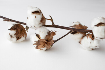 branch of cotton on a white background