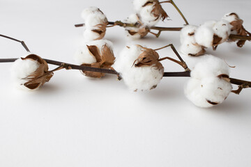 branch of cotton on a white background