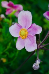 Obraz premium Close up of pink and yellow lavatera flower