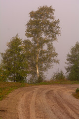 A dirt road with a birch in the background