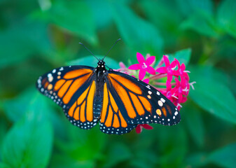 Monarch butterfly - Mariposa Monarca(Danaus plexippus)