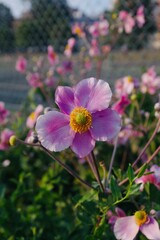 Fototapeta premium Close up of pink and yellow lavatera flower