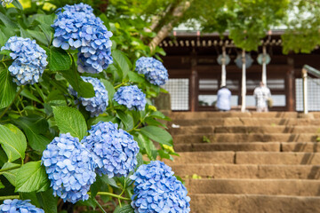 本土寺の紫陽花