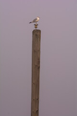 A seagull sitting on a pole in the fog