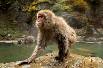 ニホンザル  地獄谷