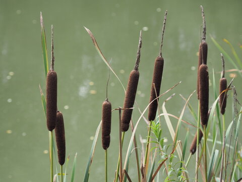 Breitbl&auml;ttrige Rohrkolben &ndash; Flaschenputzer