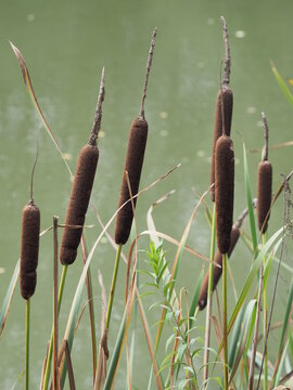 Breitbl&auml;ttrige Rohrkolben &ndash; Flaschenputzer