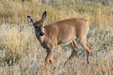 Naklejka na ściany i meble Colorado Wildlife. Wild Deer on the High Plains of Colorado. White-tailed Doe in grass field
