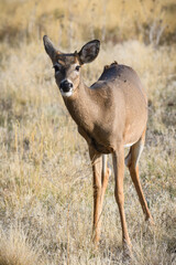 Colorado Wildlife. Juvenile Mule Deer Buck in a field of grass.