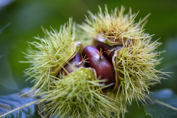 CASTAGNA NEL RICCIO AD ALTISSIMA RISOLUZIONE