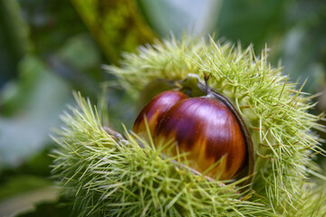 CASTAGNA NEL RICCIO AD ALTISSIMA RISOLUZIONE © Giuliano Bianchini