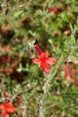 Bright coral pink phygelius flower