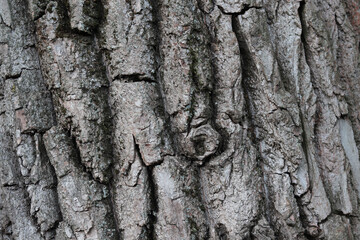 bark of a tree as a background