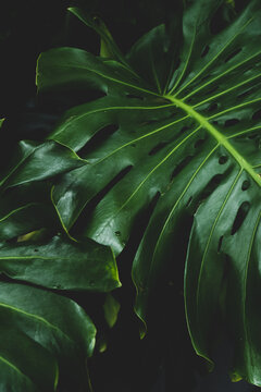 Dark Green Plant Leaf Background