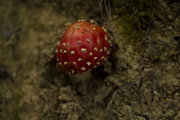 Red poisonous fly agaric growing in the forest