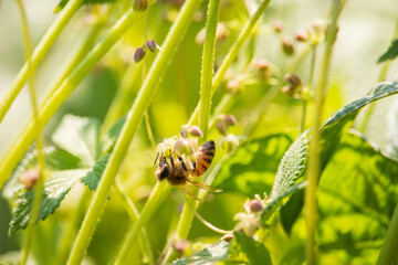 A honeybee is gathering honey and pollen from Japanese hop (Humulus japonicus) flowers.