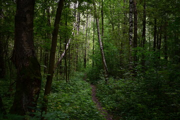 path in the forest