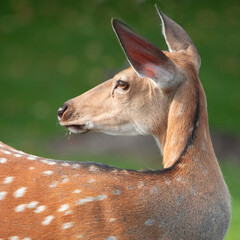 Head of a female deer close-up. Selective focus.