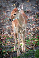 Naklejka na ściany i meble Little red beautiful baby deer in the forest.