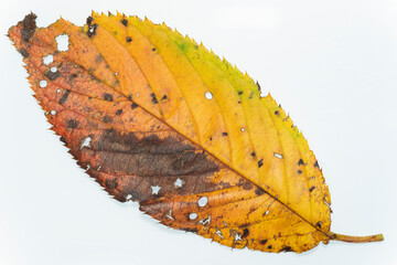 Colorful fallen leaf of Japanese cherry (Cerasus) in autumn