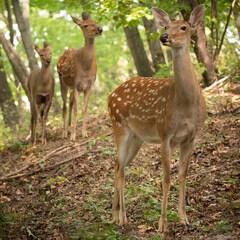 Naklejka na ściany i meble Three surprised deer, family in the woods.