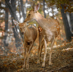 Naklejka na ściany i meble Mother deer licks baby in forest. Maternal love.
