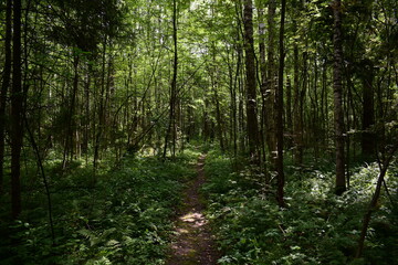 forest in the morning