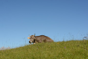 Almsommer in der Schweiz. Kühe und Kälber auf der Almweide