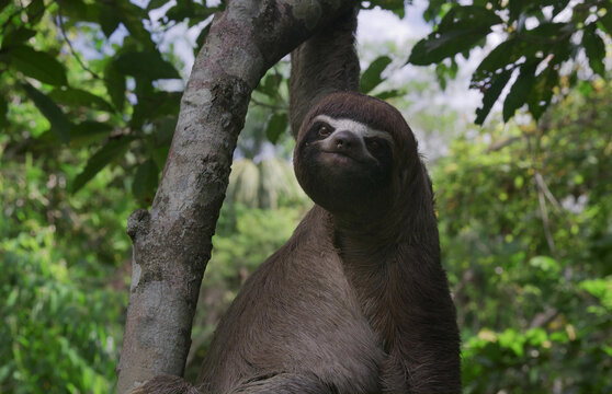 A sloth watching from a tree