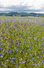 champ de fleurs bleues et violettes devant les monts du Beaujolais dans le Rhône