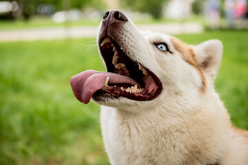 Portrait of cute husky dog at the park.