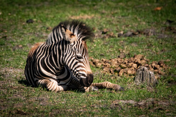 Baby Zebra liegend
