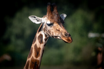 Giraffe Blick V