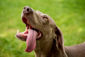 Portrait of cute weimaraner dog breed at the park.