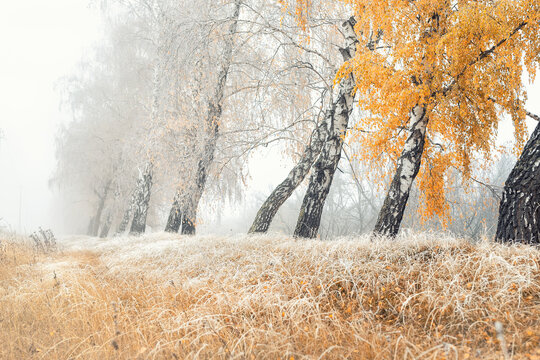 Scenic golden colored autumn birch tree alley near road with yellow leaves and dry frozen grass covered by first hoar frost snow and morning fog mist. Beautiful november nature outdoor background