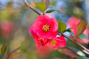 Rosier du Japon