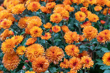 Chrysanthemum orange flowers, natural autumn background.