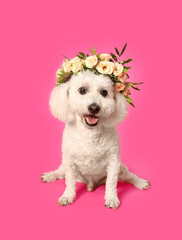 Adorable Bichon wearing wreath made of beautiful flowers on pink background