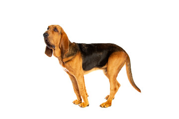 bloodhound in front of white
