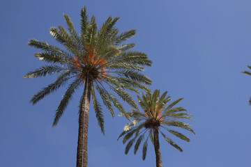 palm tree with a blue sky background