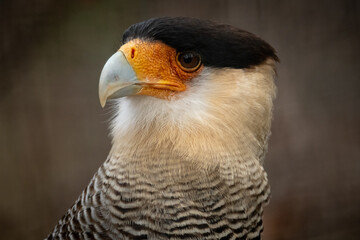 Greifvogel Portrait