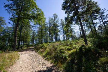 Fototapeta na wymiar Mountain trail in Beskid Sadecki in Poland on sunny day in summer, way to Jaworzyna Krynicka