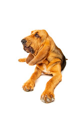bloodhound in front of white